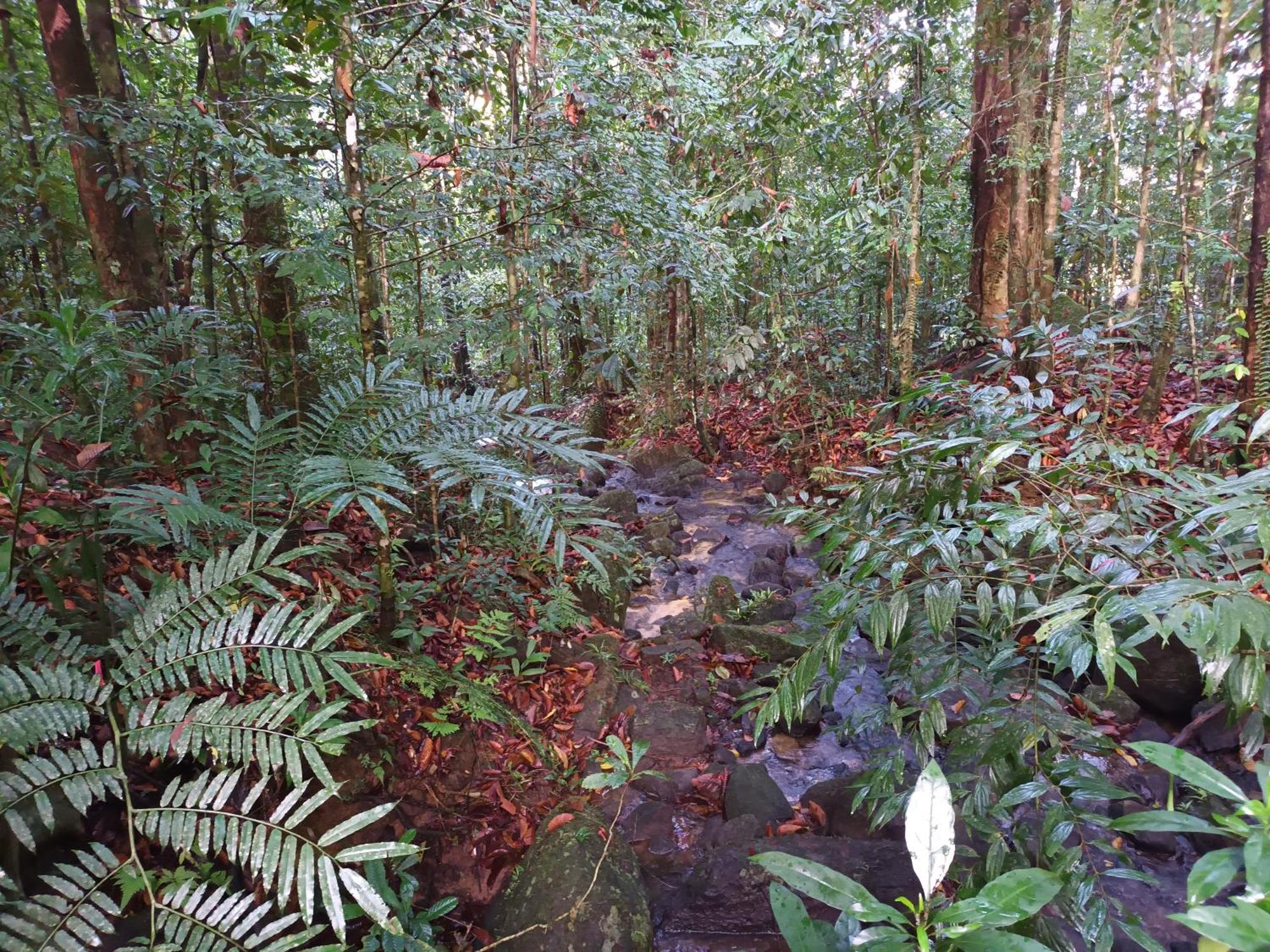 Sunshine Forest Lodge - Sinharaja Deniyaya Exteriör bild